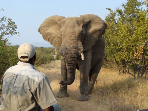 Nyala Safari Lodge