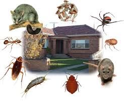 Bugs and Roaches Fumigators
