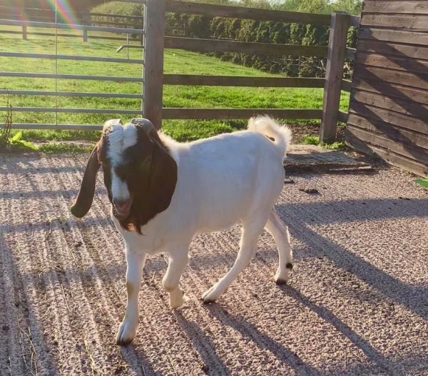 Buy Boer goats online