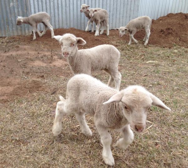 Buy Dorper and Merino lambs online