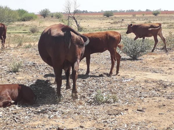 Bonsmara Cows for sale