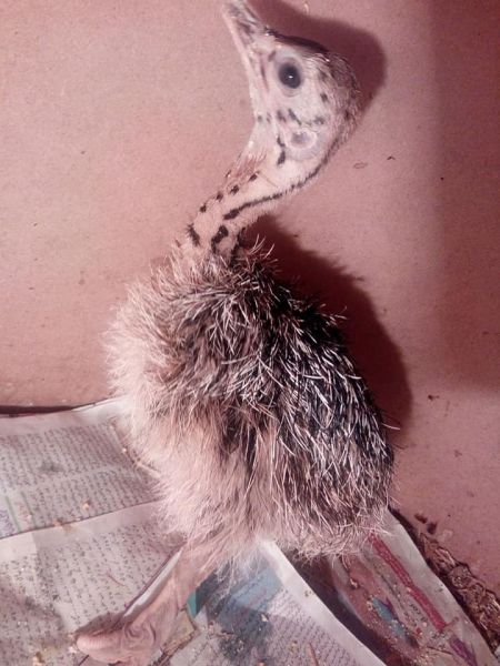 Buy Ostrich Chicks Online