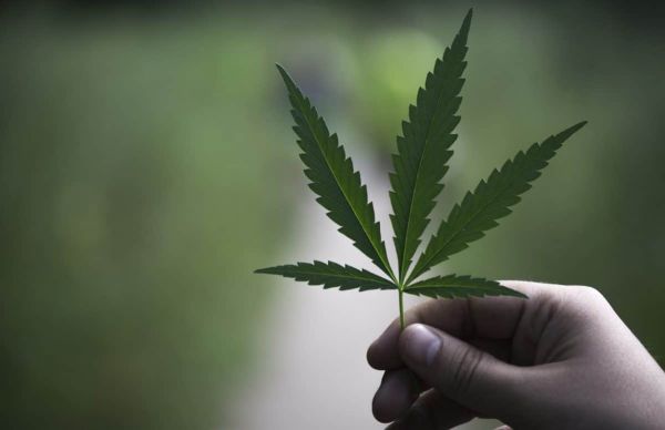 Royal Weed Cannabis Dispensary Michigan