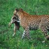 87315.webp